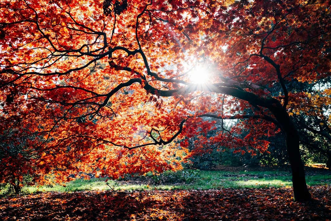 Red, orange, and yellow autumn trees reflected in calm water
