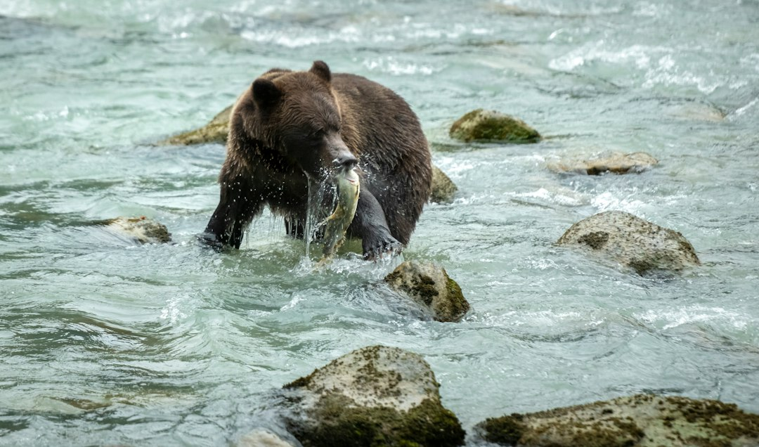 Brown bear fishing for salmon in a river