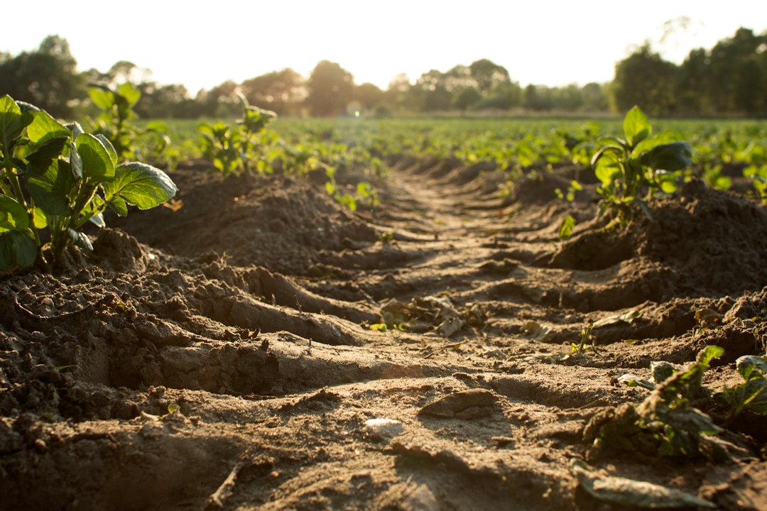Farmland field with emerging crops; illustrative image