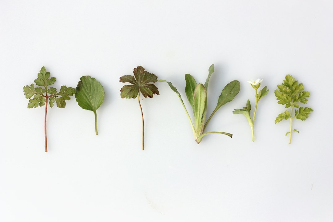 Leafy plants; illustrative image for traditional knowledge and AI governance article