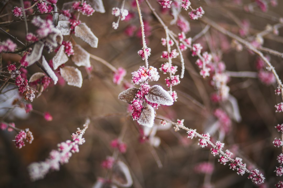 Frost-covered plants during a cold morning