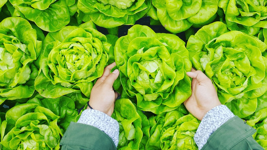 Rows of leafy lettuce growing on a farm